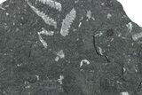 Fossil Graptolite (Didymograptus) Cluster - Wales #353827-1
